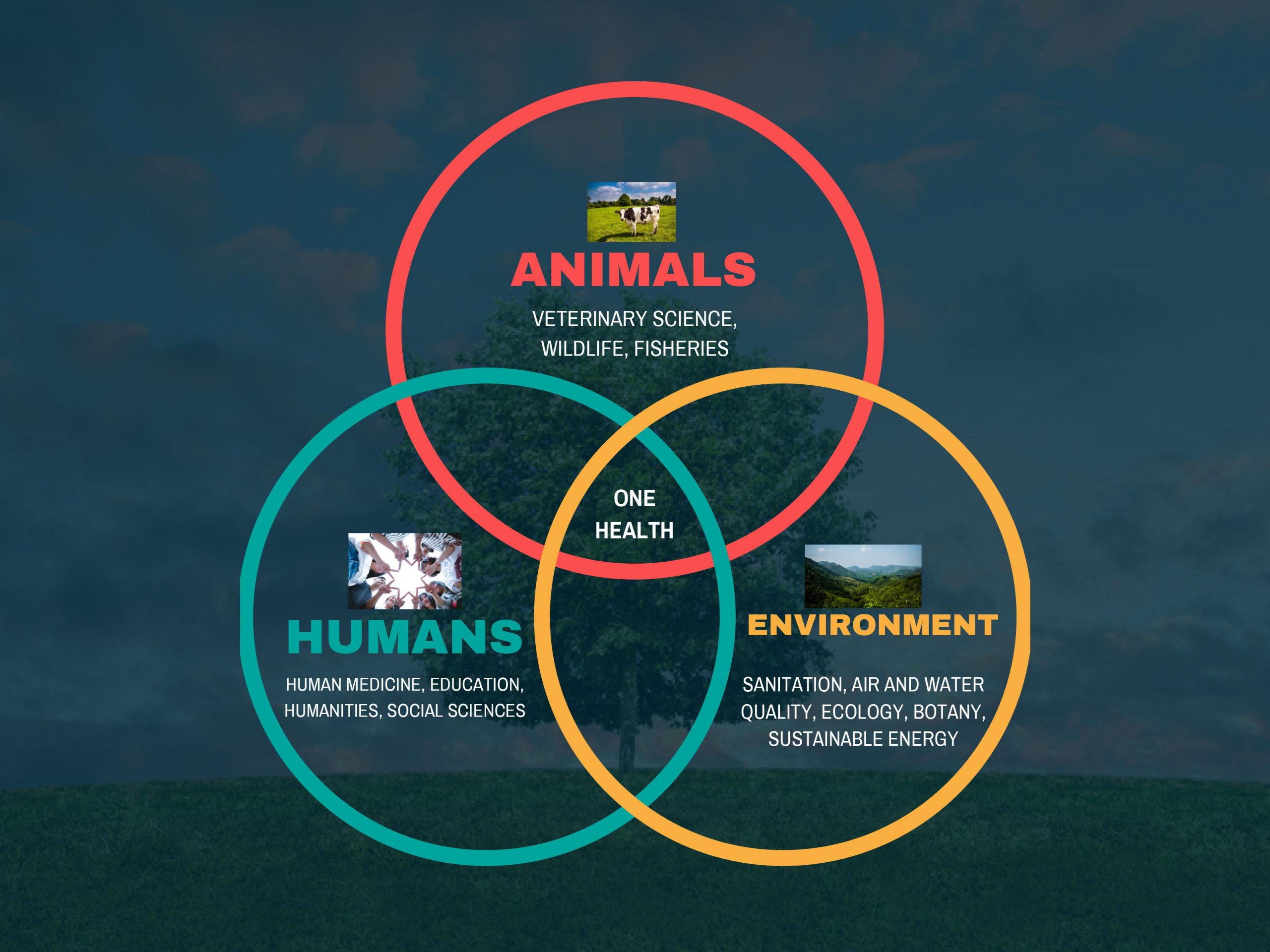 On Health includes animals (veterinary science, wildlife, fisheries), the environment (sanitation, air and water quality, ecology, botany, sustainable energy), and humans (human medicine, education, humanities, social sciences). 